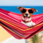 Dog On Hammock